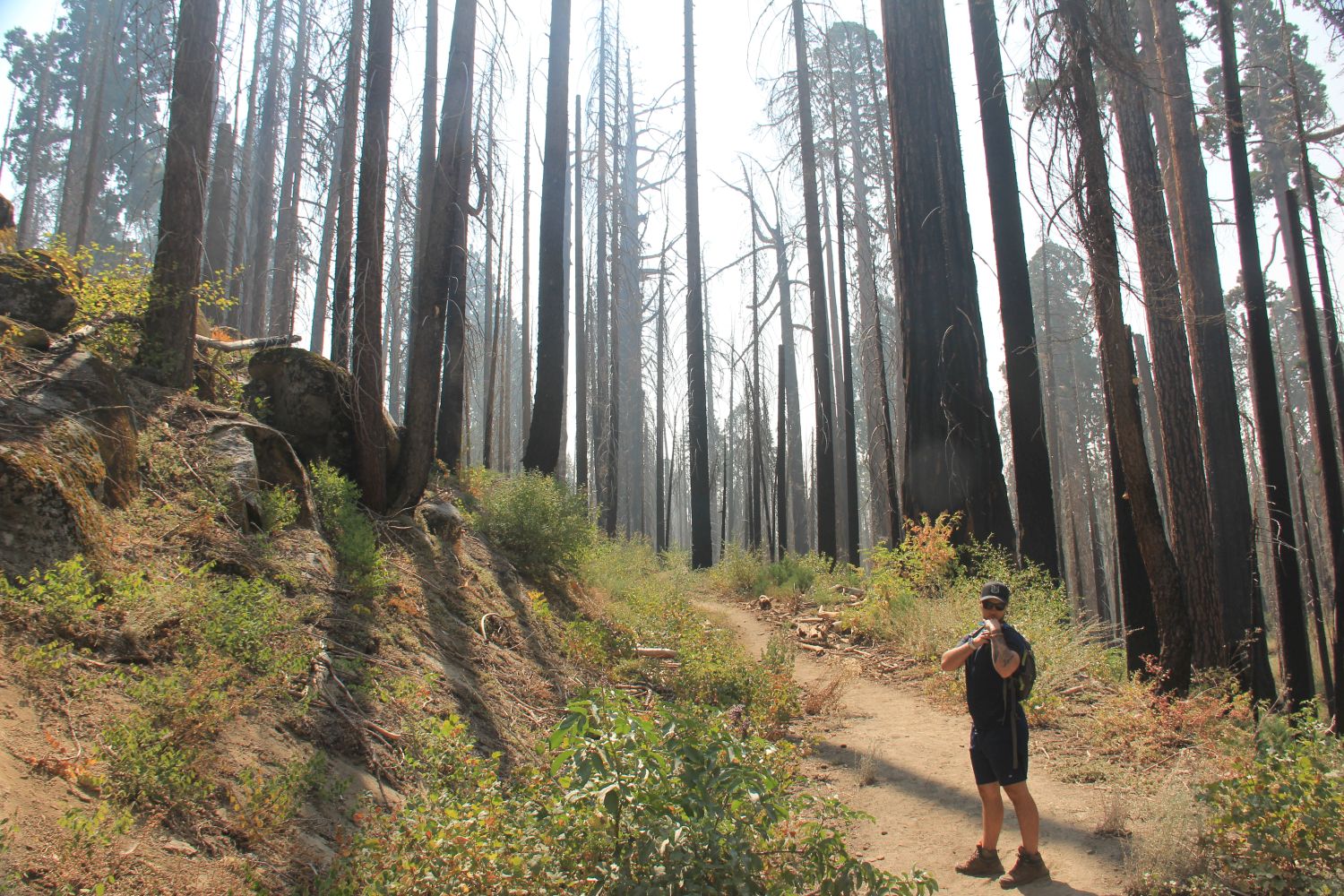 Grant Tree Trail, Boundary Trail and North Grove Trail 